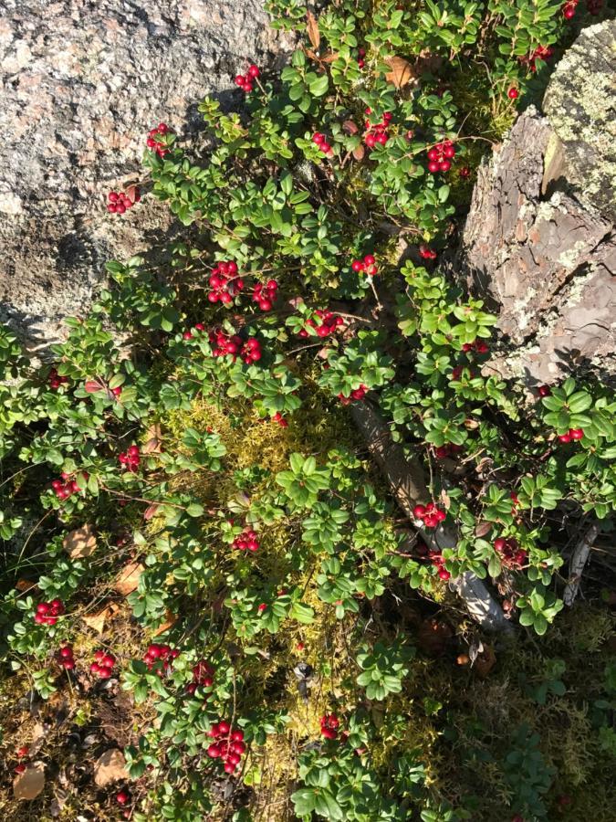 Suvituuli | Paajoen Vuokramoekit Villa Himos Eksteriør billede
